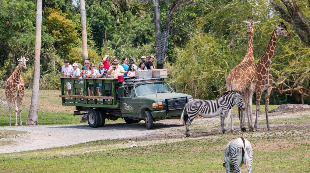 Edge Of Africa Region Busch Gardens Florida Theme Park Guide