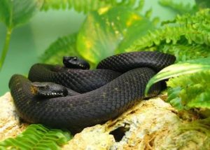 Reptile World Serpentarium Black Mamba