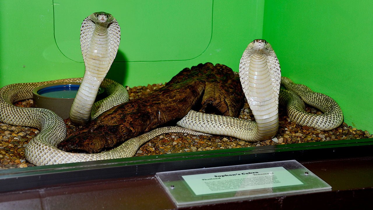 Reptile World Serpentarium Guide to Florida Attractions