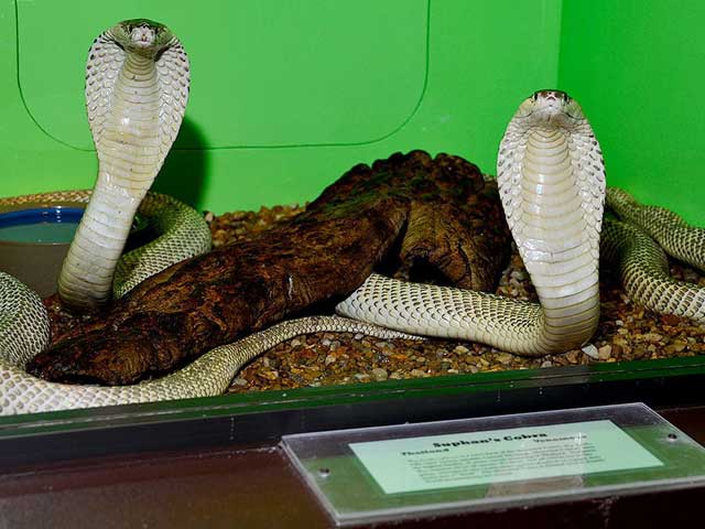 Reptile World Serpentarium Florida