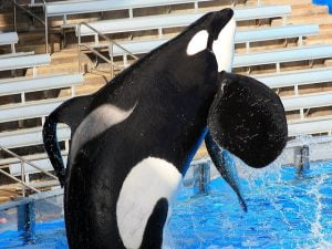 Orca Encounter Sea of Power at SeaWorld Orlando
