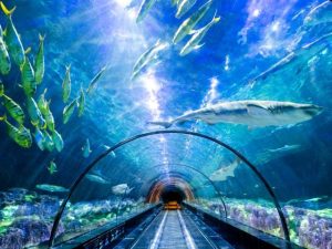 Shark Encounter - Sea of Mystery at SeaWorld Orlando