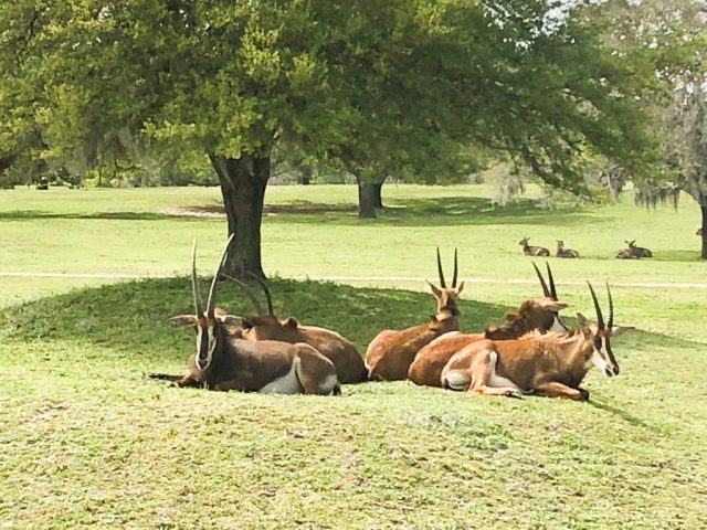 Antelopes at Serengeti Plains Busch Gardens Tampa Bay