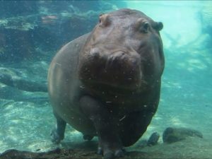Hippos Busch Gardens Tampa Bay