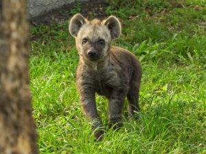 Hyena Busch Gardens Tampa Bay