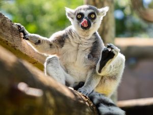 Lemur Busch Gardens Tampa Bay