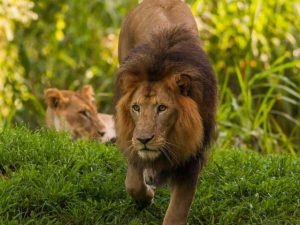 African Lions Busch Gardens Tampa Bay
