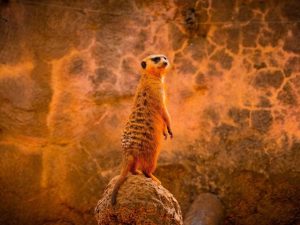 Meerkat Busch Gardens Tampa Bay
