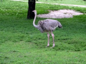 Ostrich Busch Gardens Tampa Bay