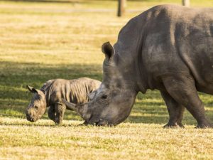 Rhinos Busch Gardens Tampa Bay