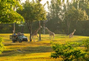 Serengeti Safari Busch Gardens Tampa Bay