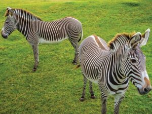 Zebra Busch Gardens Tampa Bay