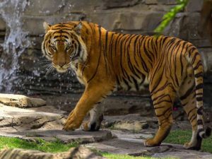 Amber Bengal Tiger Jungala Busch Gardens Tampa Bay