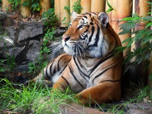 Bengal Tigers Jungala Busch Gardens Tampa Bay