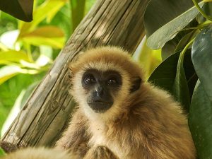Gibbons at Jungala Busch Gardens Tampa Bay
