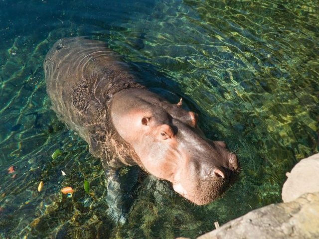 Hippos Busch Gardens Tampa Bay