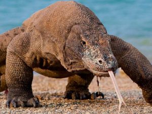 Komodo Dragon Congo Busch Gardens Tampa Bay