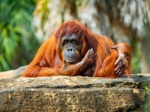 Orangutans at Jungala Busch Gardens Tampa Bay
