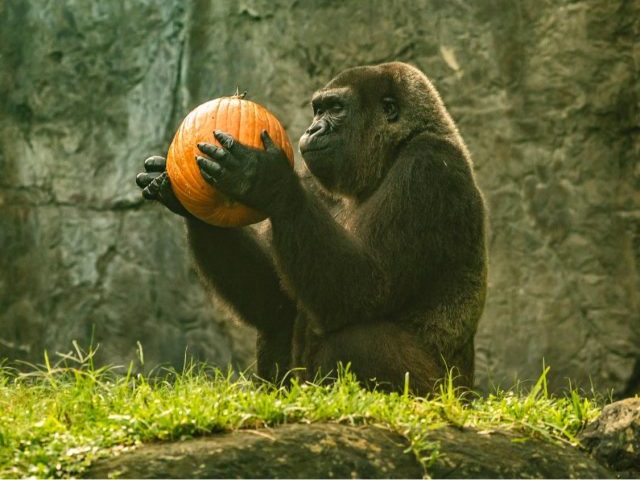 Primates Jungala Busch Gardens Tampa Bay