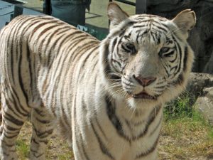 White Bengal Tiger Jungala Busch Gardens Tampa Bay