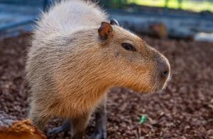 Capybara at Habitat Hideaway Wild Oasis