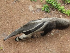 Giant Anteater at Habitat Hideaway Wild Oasis