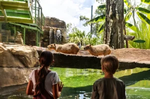 Habitat Hideaway at Wild Oasis Busch Gardens