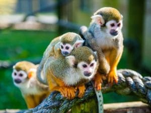 Squirrel Monkeys at Habitat Hideaway Wild Oasis