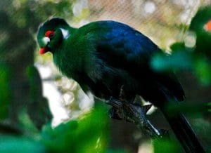 Tropical Birds at Habitat Hideaway Wild Oasis